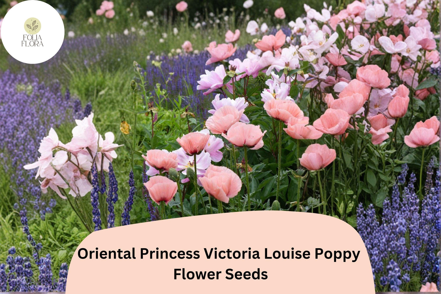 Oriental Poppy Seeds – Princess Victoria Louise Pink Perennial Flower, Papaver orientale, 200+ Seeds for Garden Beds & Borders