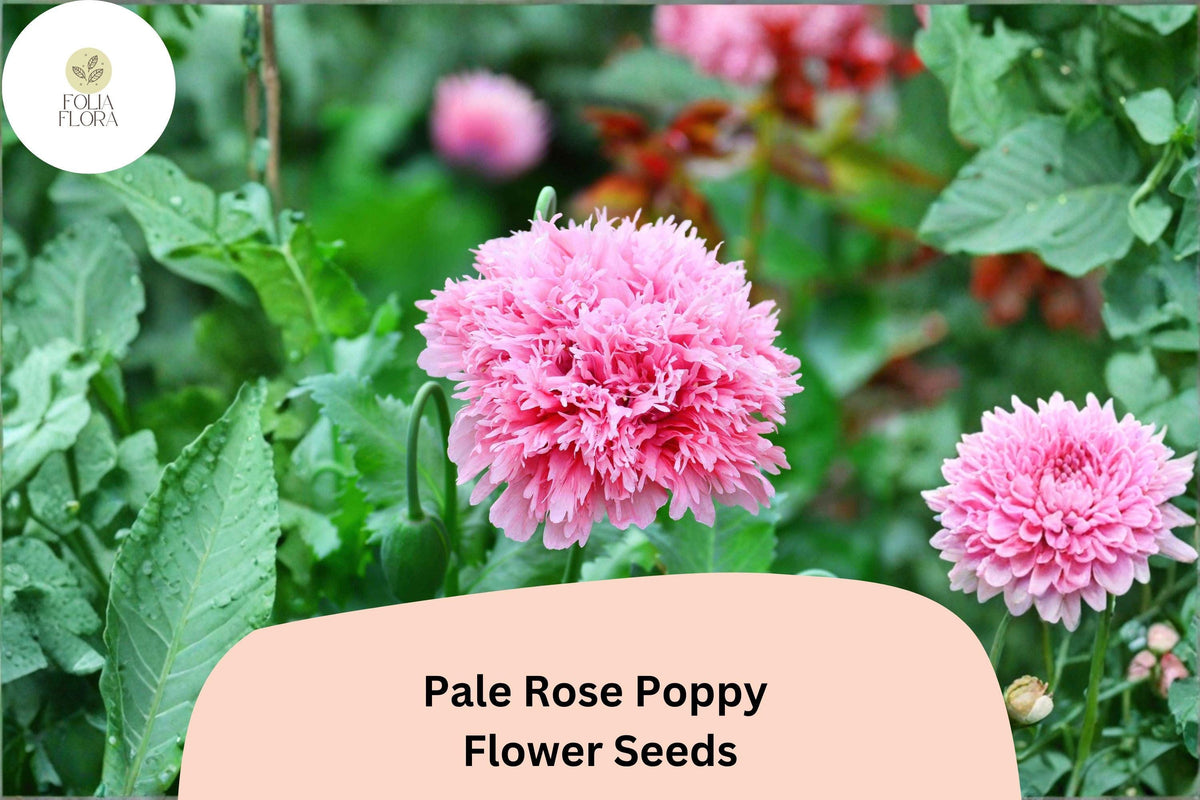 Pale Rose Poppy Seeds – Soft Pink Perennial Flowers – Papaver somniferum – Attracts Bees & Butterflies, Easy to Grow, 200+ Seeds
