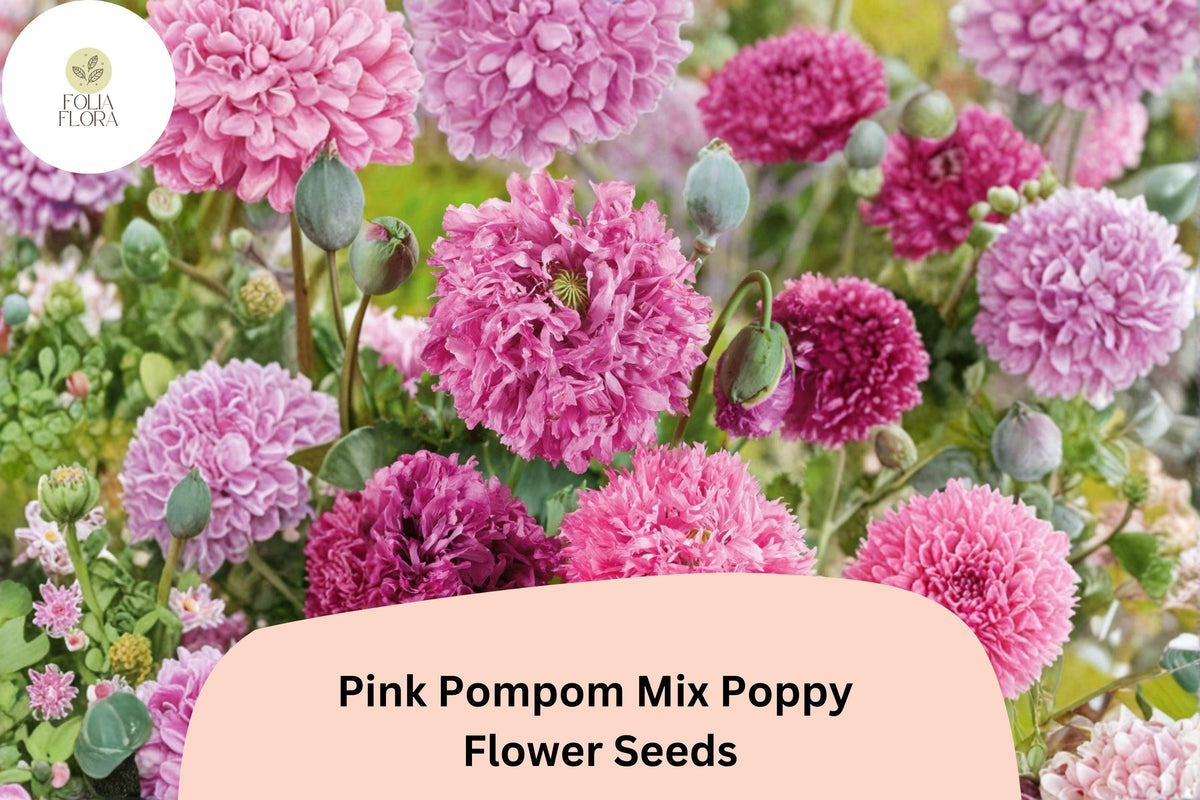 Pink Pompom Poppy Seeds – Perennial Flower, Soft Pink Ruffled Blooms, Papaver somniferum, Pollinator Friendly, Easy to Grow