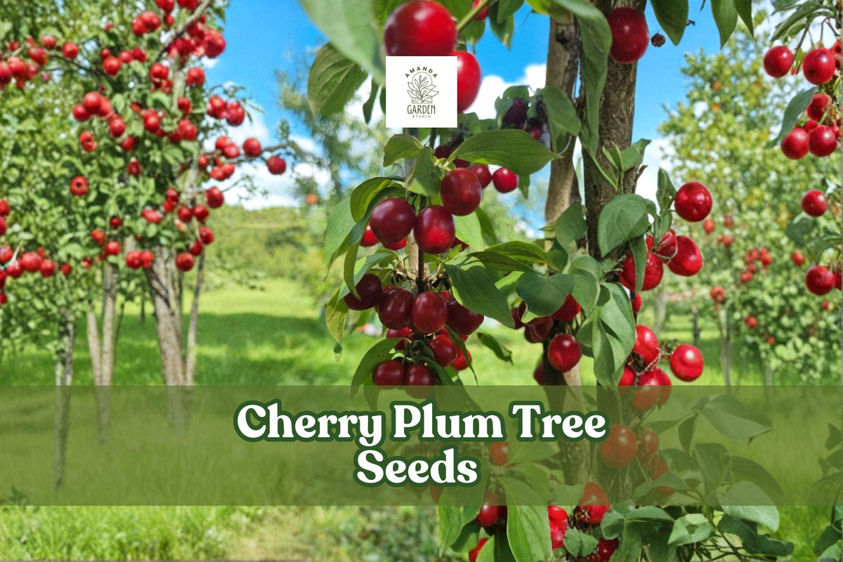 Cherry Plum Tree Seeds for Bonsai & Landscaping | Prunus cerasifera | Ornamental Flowering Seeds