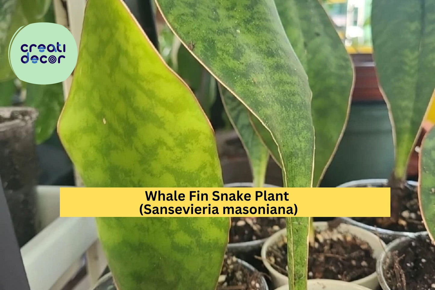 Sansevieria Masoniana Whale Fin Baby Snake Plant – 5-6 Inch Rooted Succulent for Indoor Decor