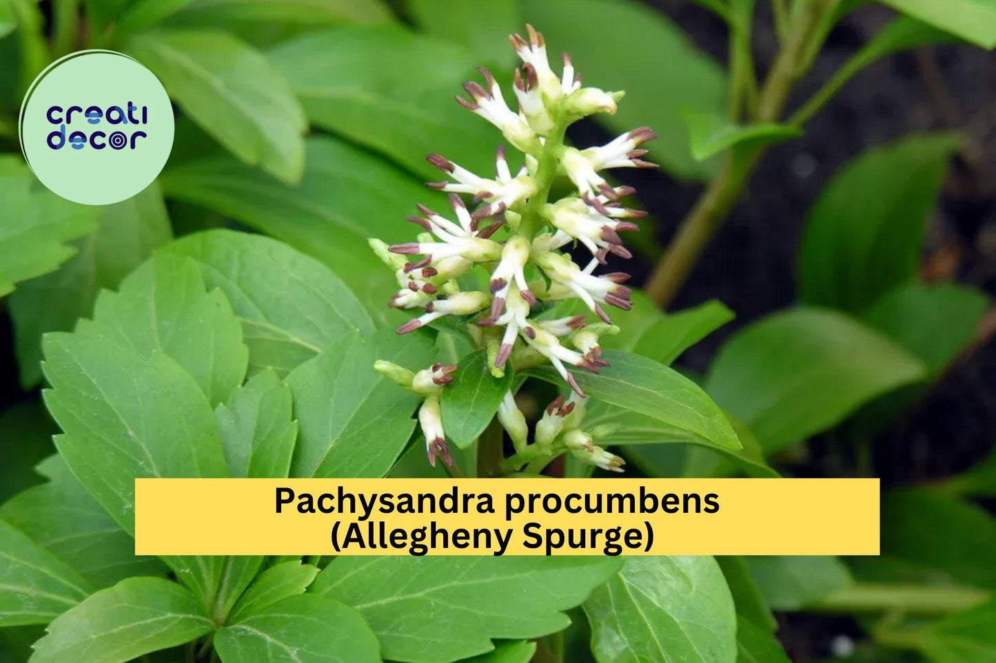 Pachysandra procumbens Rooted Cuttings – Native Groundcover Plant, Shade-Loving Evergreen Perennial, Allegheny Spurge