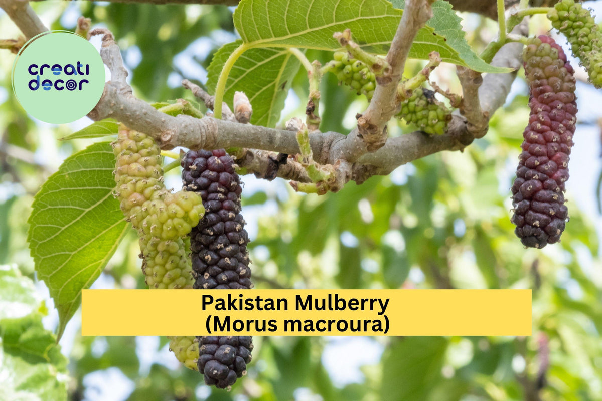Pakistan Mulberry Cuttings 10 Pack – Organic Hardwood Morus macroura for Rooting & Grafting, Fruit Tree Propagation