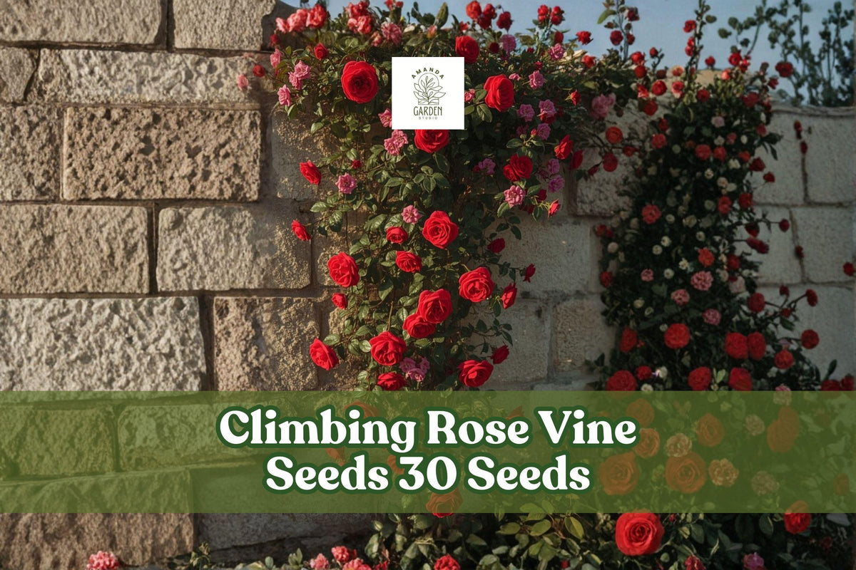 Climbing Rose Seeds (Rosa spp.) – 30+ Flowering Vine for Fences & Trellises, Colorful Blooms, Ornamental Garden Plant