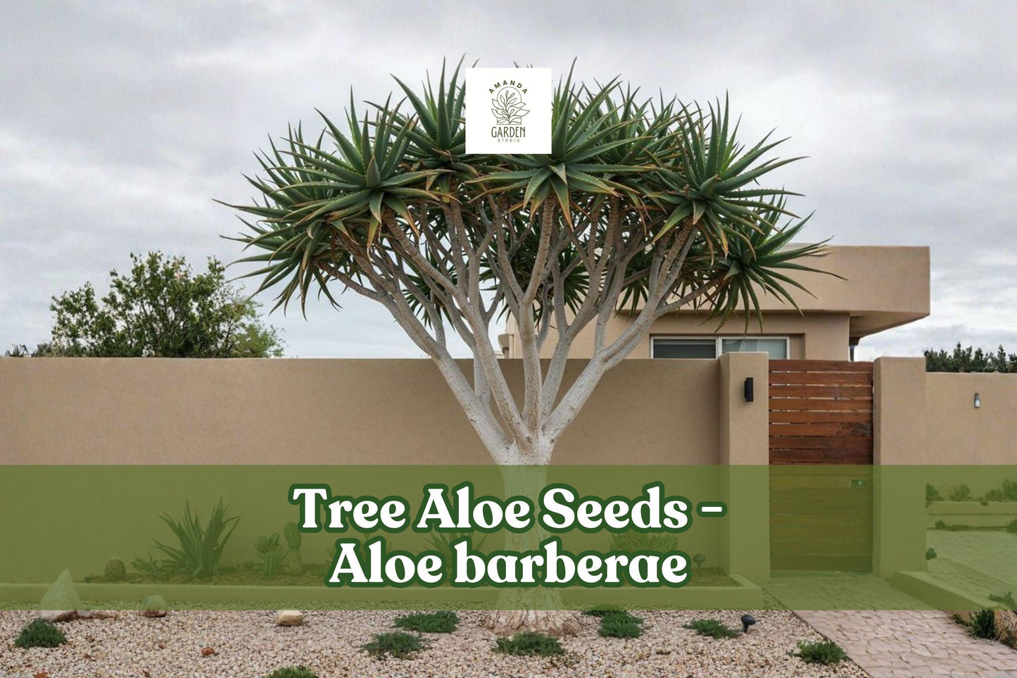 Tree Aloe Seeds (Aloe barberae) – Rare Succulent Tree Seeds for Xeriscape, Rock Gardens, Drought-Tolerant, Ornamental Plant