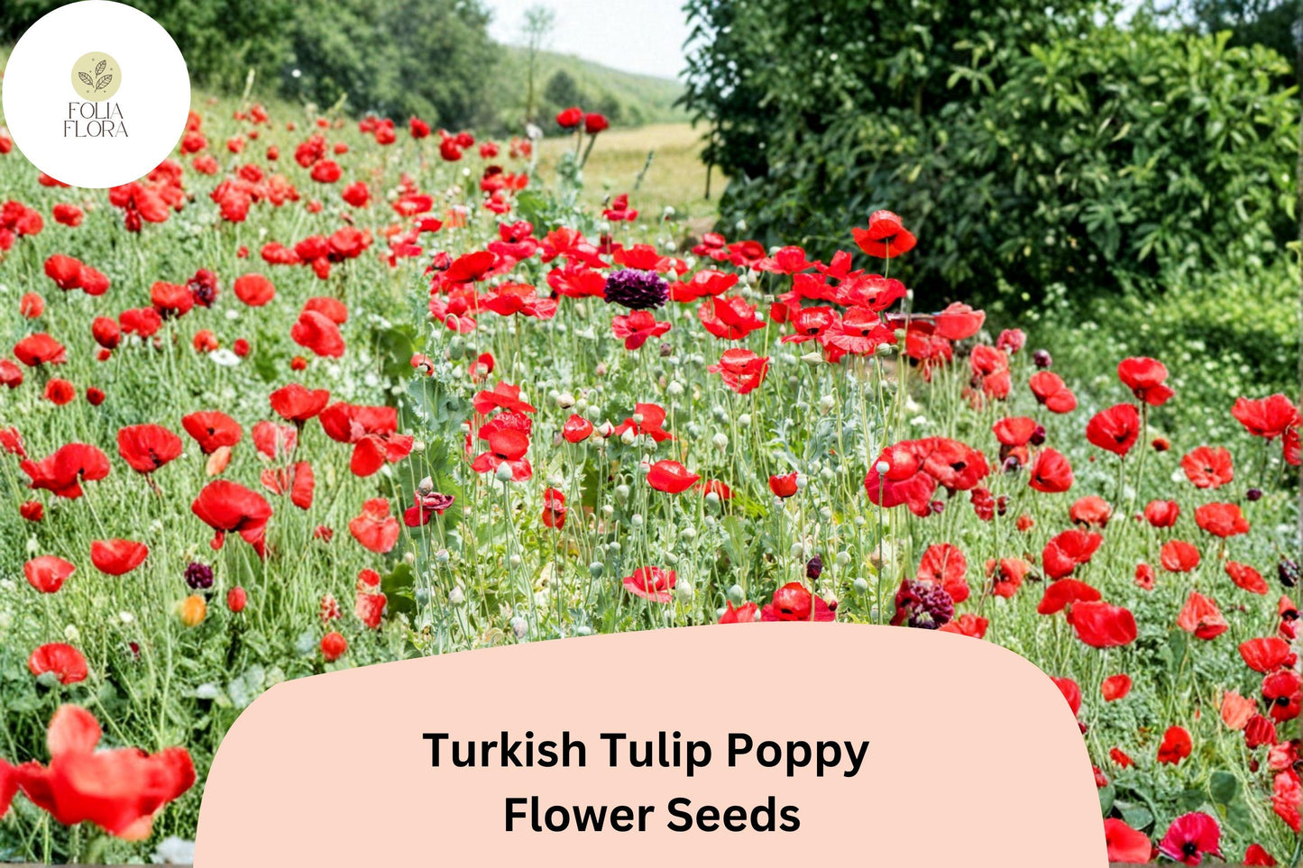 200+ Turkish Tulip Poppy Seeds | Wildflower, Papaver orientale, Vibrant Tulip-Shaped Blooms, Attracts Bees & Butterflies
