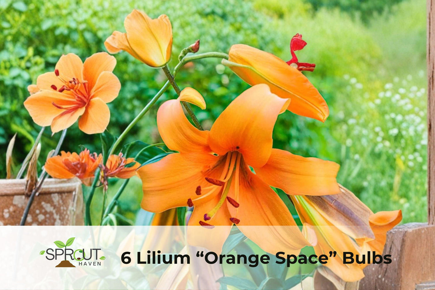 6 Orange Space Lilium Bulbs – Fragrant Perennial Tree Lily, Tall 4–7 ft, Summer Bloom, Hardy Lilium hybrid for Garden Borders & Containers