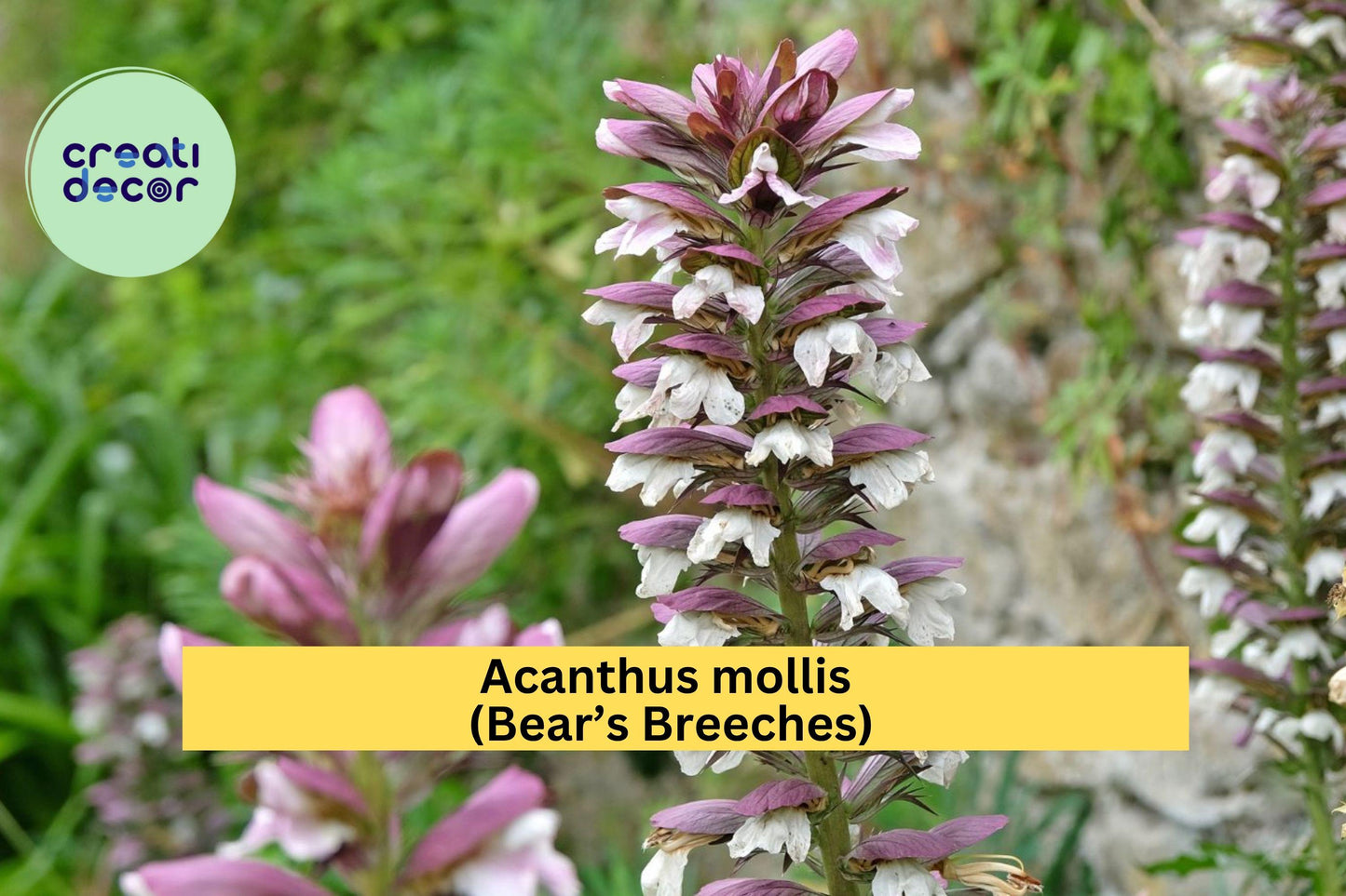 Acanthus Mollis Live Root – Hardy Perennial Shrub with Purple & White Blooms, Ornamental Flowering Plant