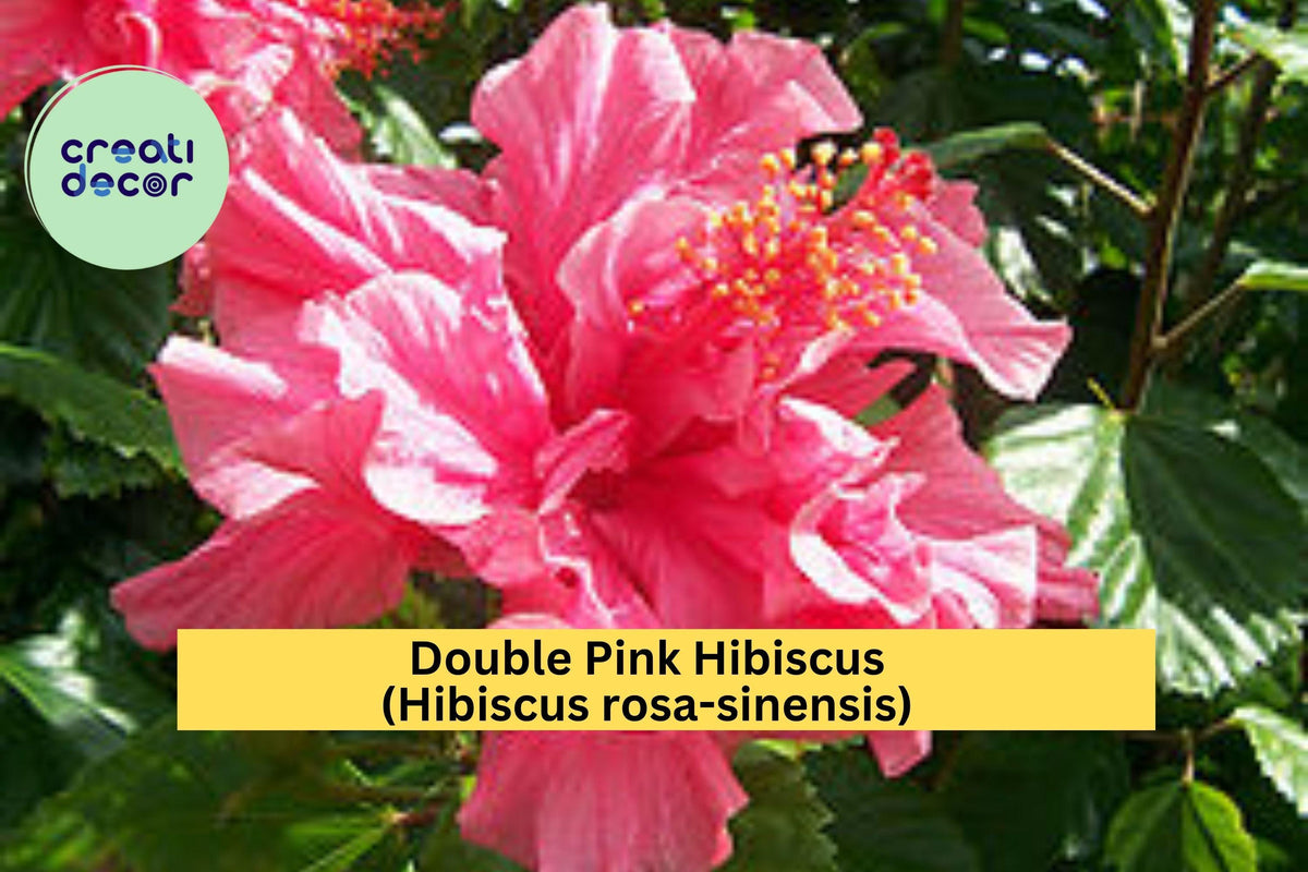 Double Pink Hibiscus Live Plant – Potted Tropical Flowering Shrub with Large Ruffled Pink Blooms – Hibiscus rosa-sinensis