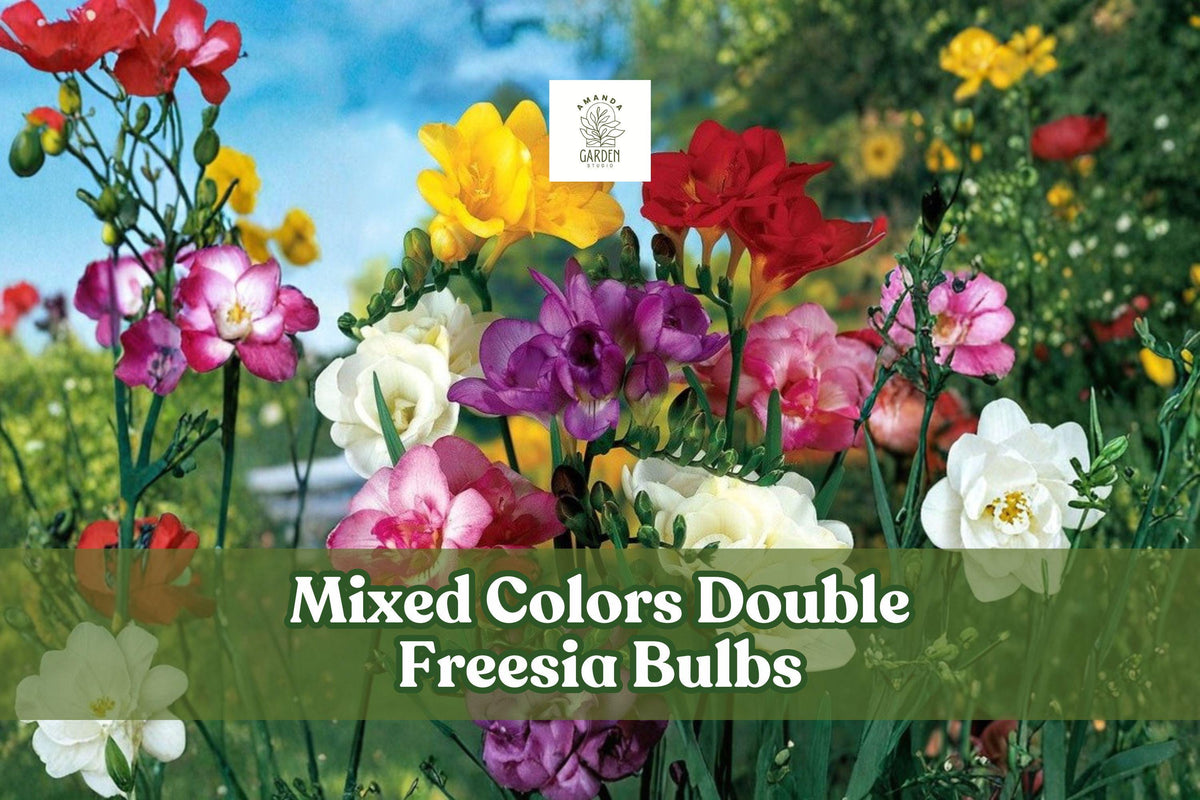 Double Freesia Bulbs, Fragrant Spring Flowers, Mixed Colors, Freesia hybrida, 10 Bulbs for Garden & Cut Flowers