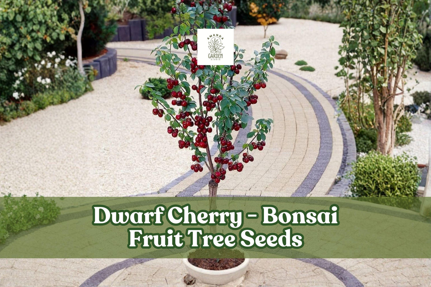 25 Dwarf Cherry Tree Seeds Prunus avium for Bonsai & Small Gardens, Edible Miniature Fruit, Pink-White Flowers, Easy Grow
