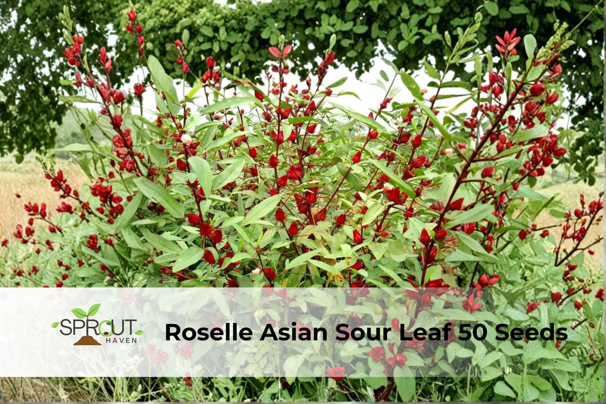 Roselle Seeds Hibiscus sabdariffa Edible Leaves & Red Calyces, Tropical Ornamental & Culinary Plant, 50+ Seeds