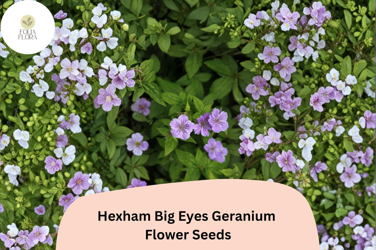 Hexham Big Eyes Geranium Seeds – Purple Perennial Flower, Garden Planting, Attracts Bees & Butterflies, Geranium x oxonianum, 25+ Seeds