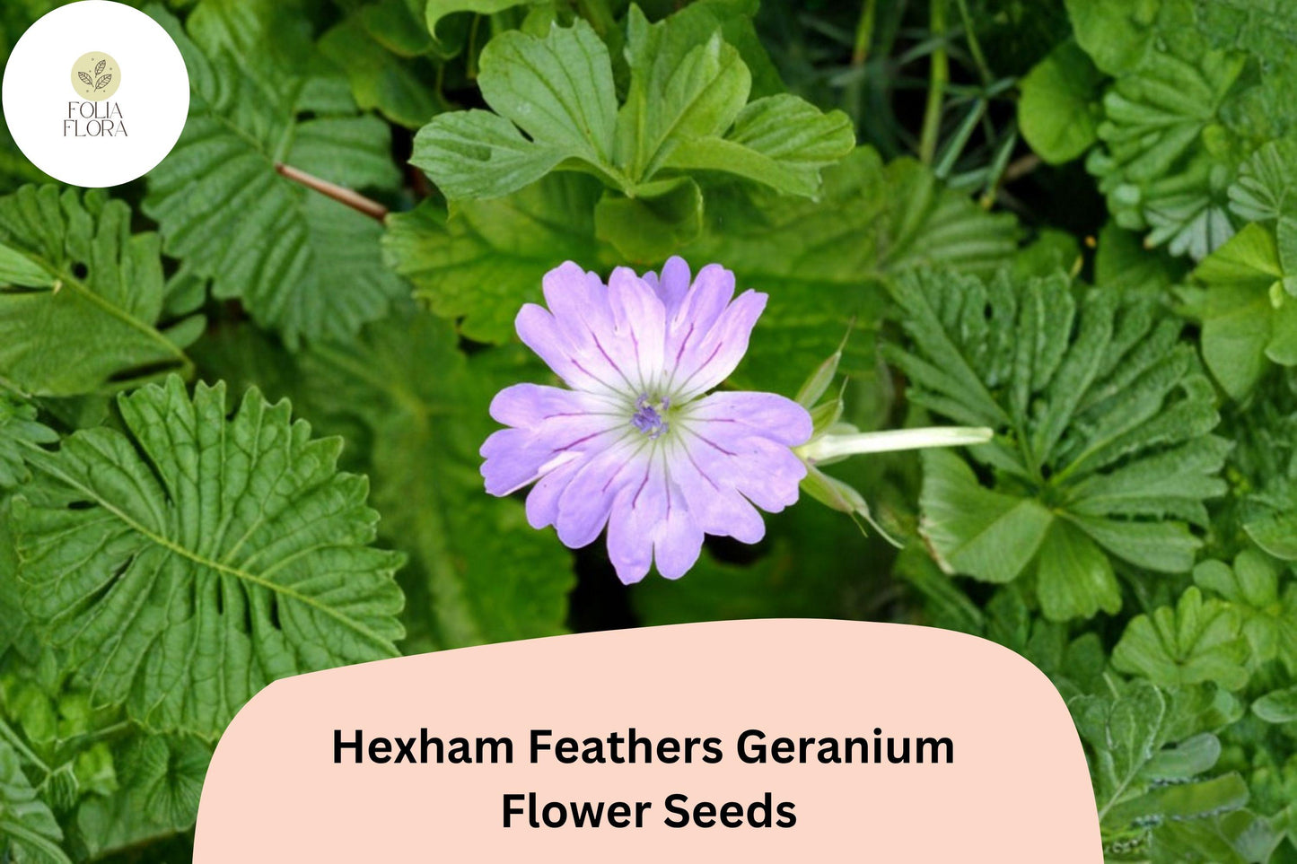 25+ Hexham Feathers Geranium Seeds – Purple Feather-like Blooms, Hardy Perennial Flower, Geranium x oxonianum for Garden Planting