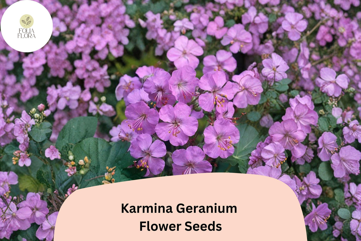 25+ Karmina Geranium Seeds – Pink Flowers, Hardy Perennial, Geranium sanguineum 'Karmina' for Garden Beds & Containers