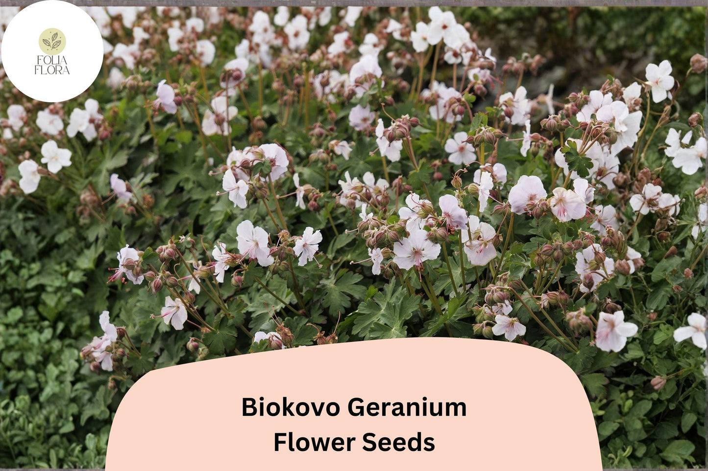 Biokovo White Geranium Seeds, Hardy Perennial Pelargonium × hortorum, White Blooms, Easy to Grow, 25+ Seeds