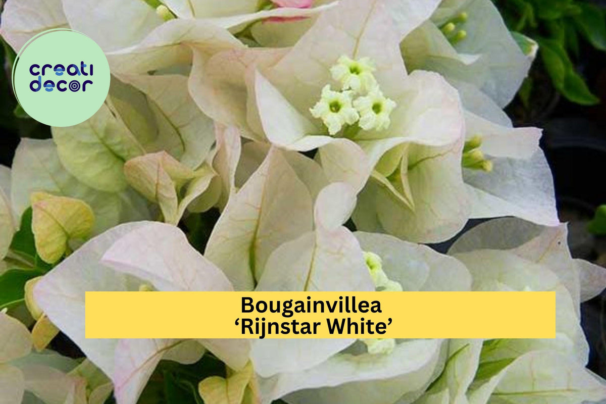 Bougainvillea ‘Rijnstar White’ Live Starter Plug Plant – Tropical White Flower Vine for Gardens, Fences, Trellises, Zones 9–11