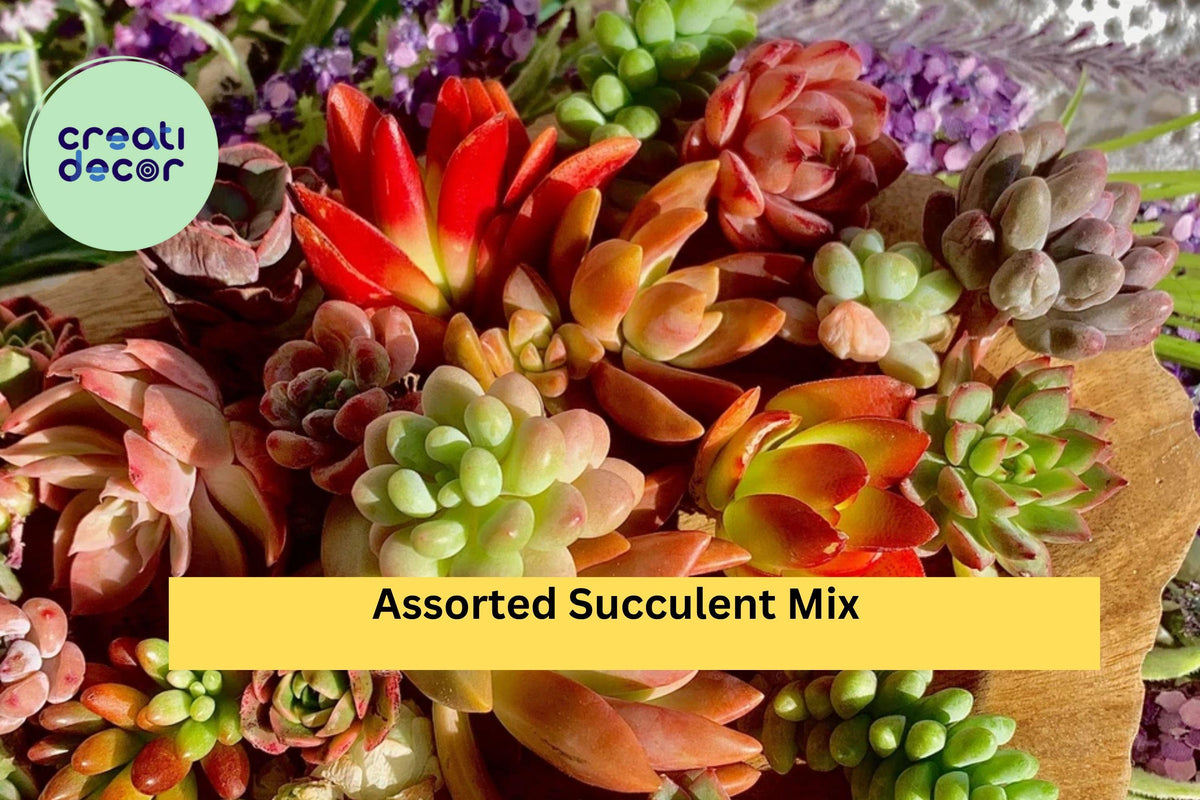 Assorted Succulent Cuttings – 12 Live Green Varieties Echeveria, Sedum, Crassula for Propagation, Terrariums, DIY Gardens