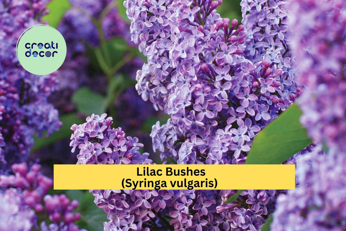 Lilac Bush Bare Roots 5 Pack – Syringa vulgaris Purple & White Fragrant Spring Flowering Shrubs for Garden Borders