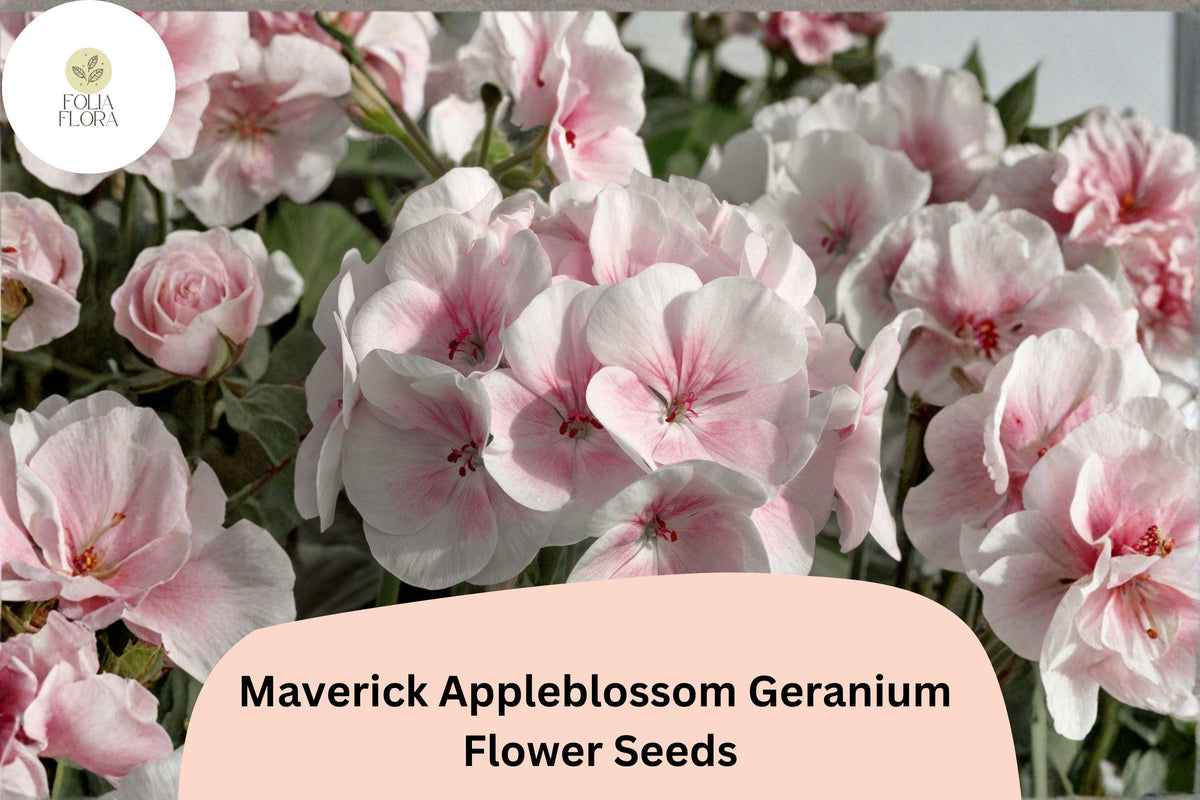 25+ Maverick Appleblossom Geranium Seeds – Pink & White Flowers, Hardy Perennial, Pollinator Friendly, Geranium 'Maverick Appleblossom'