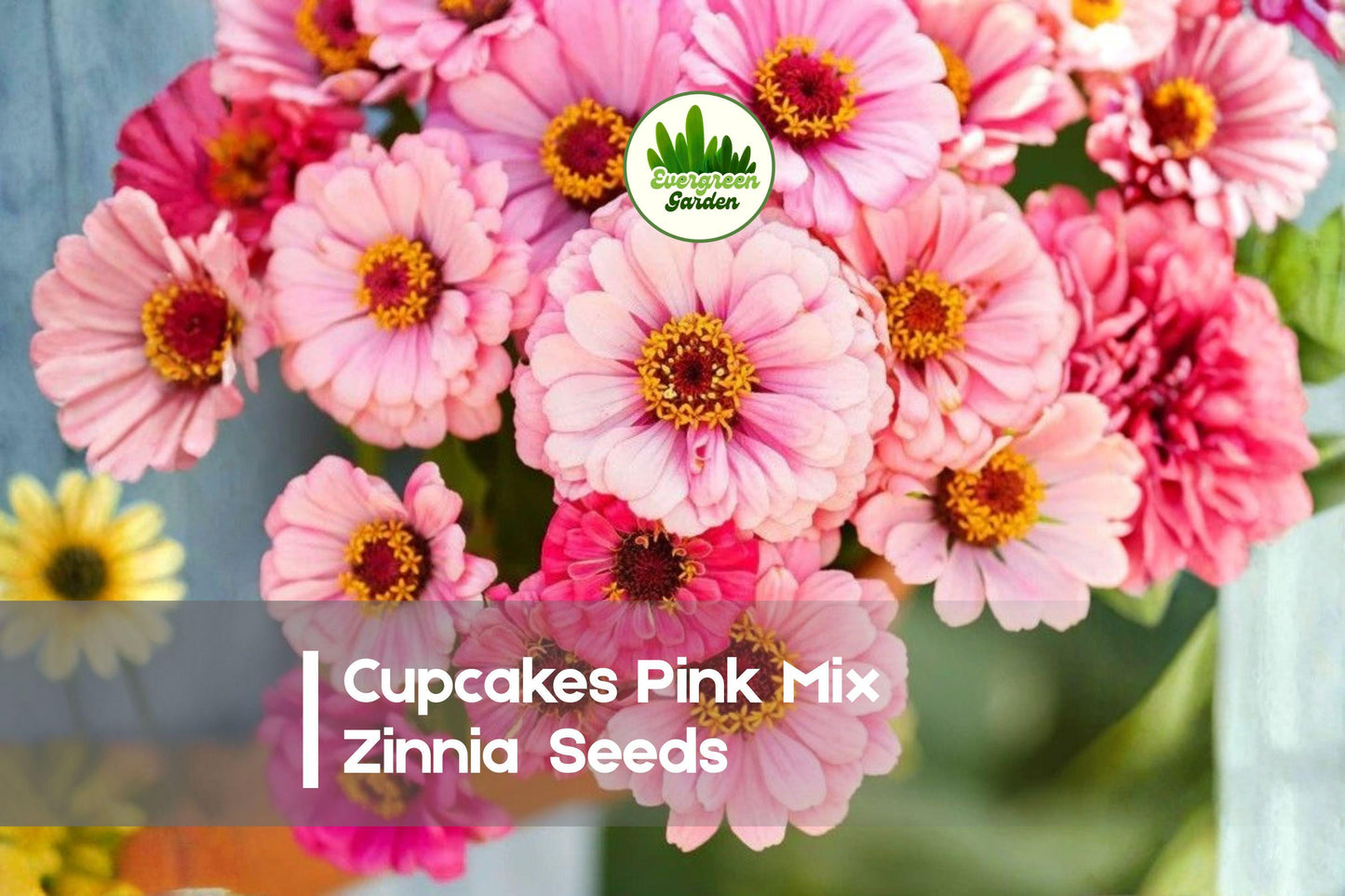 25 Cupcakes Pink Zinnia Seeds – Mix of Pink Shades, Annual Flower for Borders, Pots & Cut Flowers, Zinnia elegans