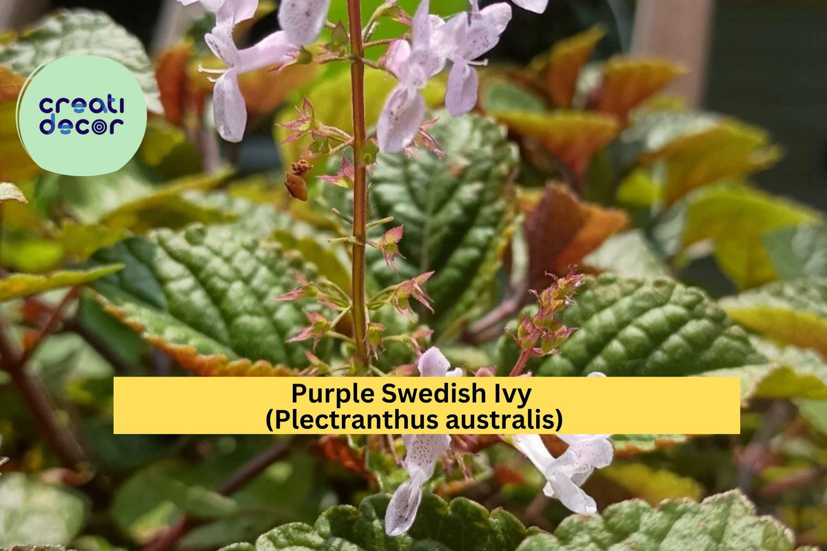 Rooted Purple Swedish Ivy Houseplant – Trailing Plectranthus australis for Indoor & Outdoor Containers
