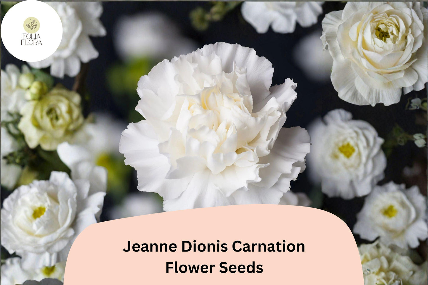 200+ Jeanne Dionis Carnation Seeds | White Double Blooms, Fragrant Hardy Perennial Dianthus for Garden Beds & Containers