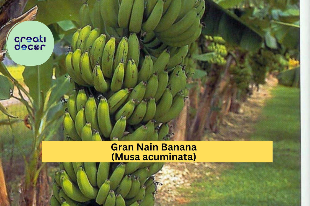 Live Rooted Gran Nain Banana Plant – Musa acuminata Tropical Fruit Tree, Edible Banana, Compact Clumping, Zone 9–11