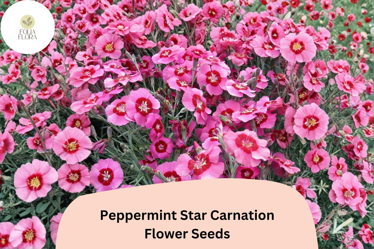 Peppermint Star Carnation Seeds | Pink & Red Dianthus caryophyllus for Garden, Borders, Containers