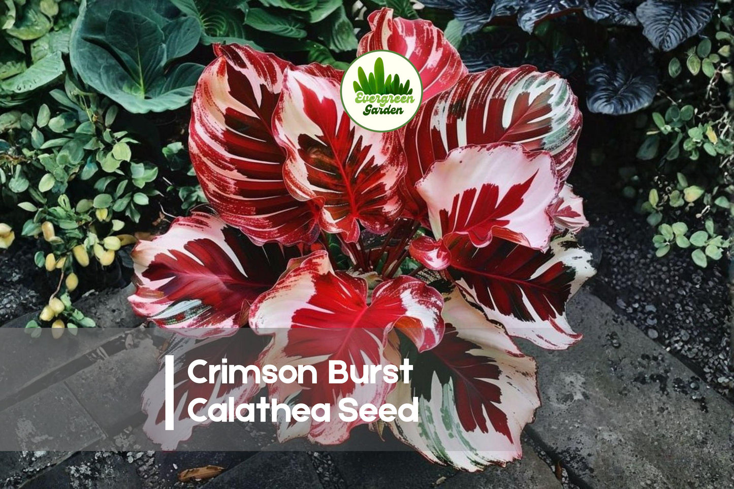 Crimson Burst Calathea Seeds – Tropical Foliage Plant with Deep Red and Green Leaves, Calathea roseopicta, Indoor Garden, Shade Plant