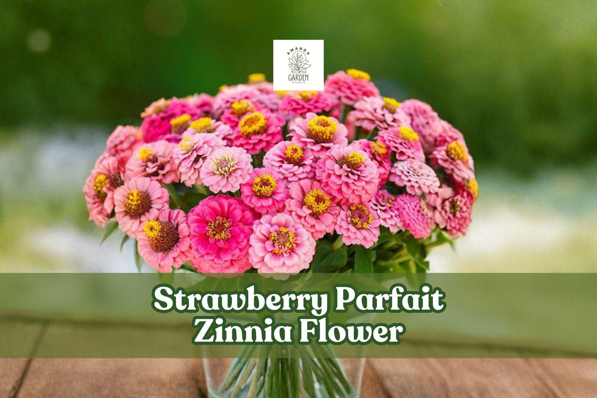 Strawberry Parfait Zinnia Seeds | Pink & White Flower Seeds | Zinnia elegans Annual for Garden Borders & Cut Flowers