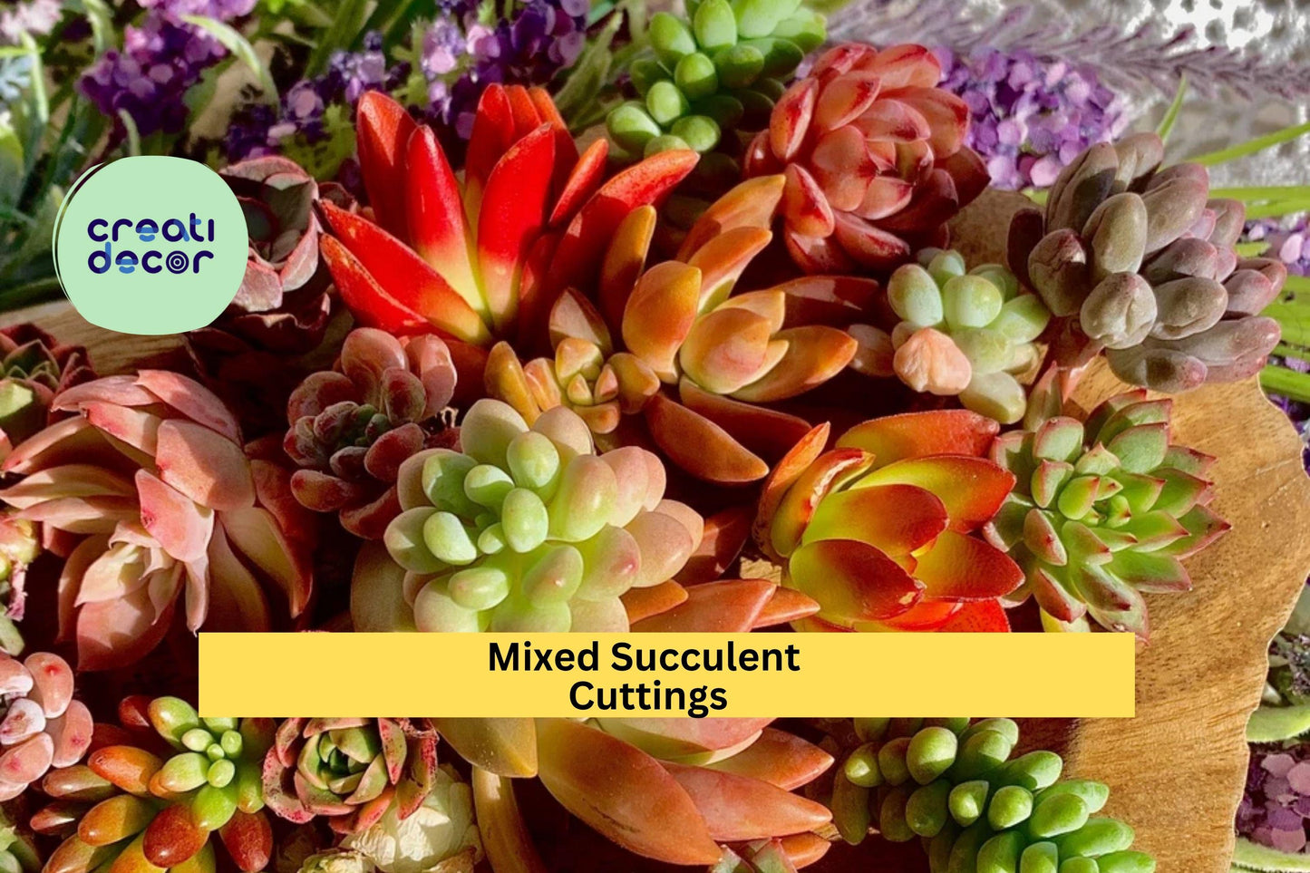 Succulent Cuttings 12 Pack – Green Varieties for DIY Terrariums, Garden Projects & Gifts | Crassula, Echeveria, Sedum