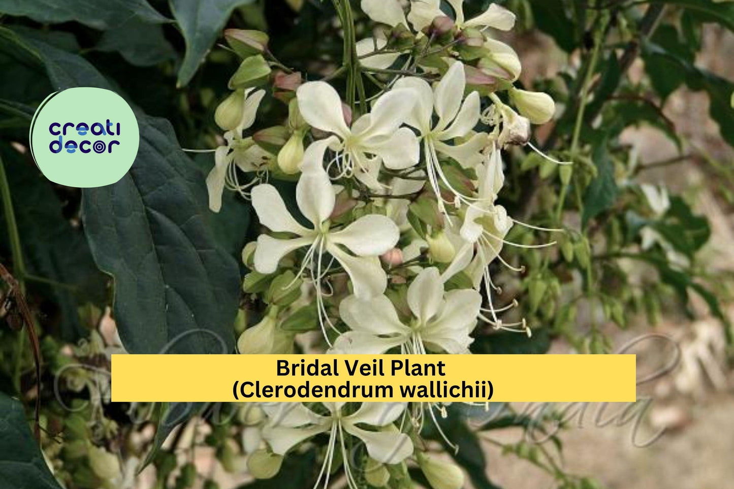 Live Bridal Veil Plant (Clerodendrum wallichii) 4" Pot with Cascading White Flowers, Tropical Foliage, Indoor & Outdoor