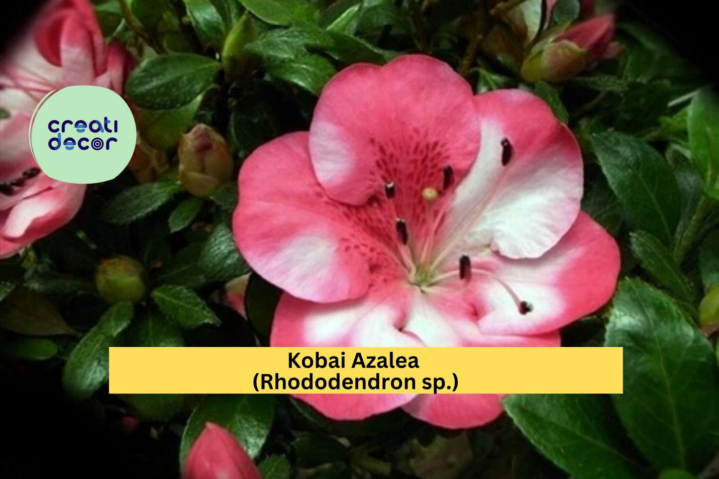 Kobai Azalea Starter Plant – Rhododendron Deciduous Hybrid with Pink-Red Bi-Color Blooms – Hardy Garden Shrub for Borders & Containers
