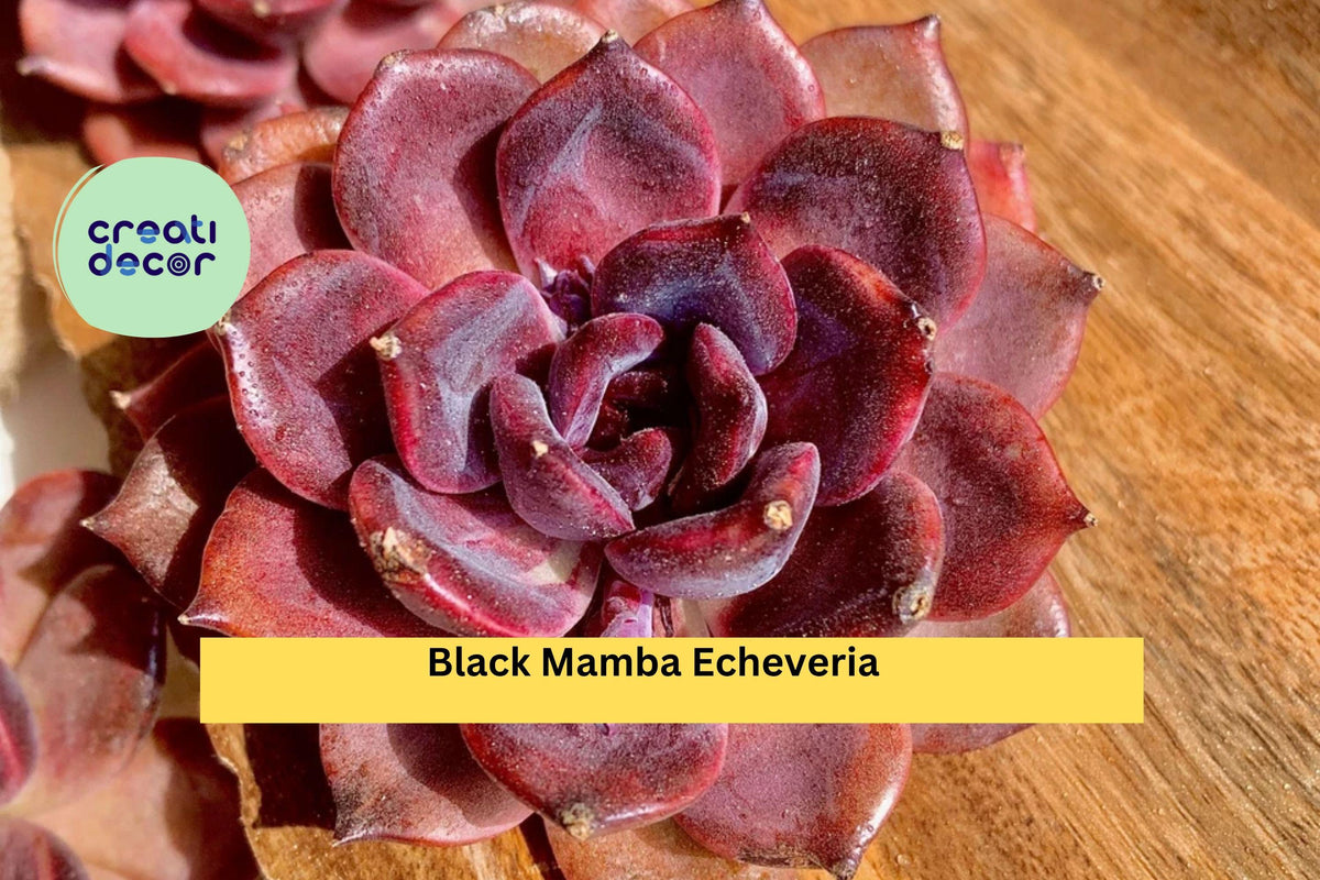 Small Echeveria Black Mamba Live Succulent Plant, Rare Rosette, Deep Purple Foliage, Easy Care Indoor or Outdoor