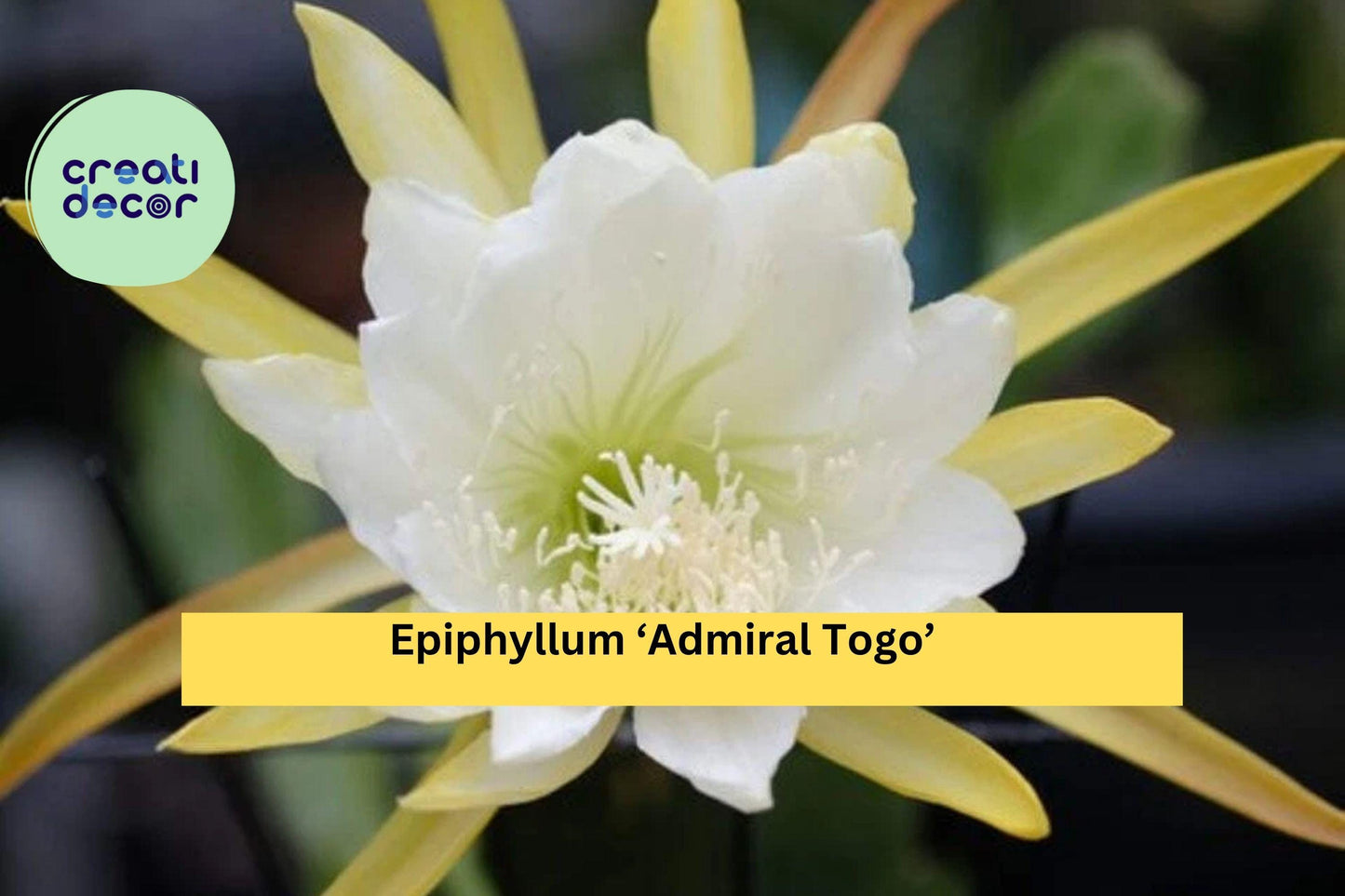 Epiphyllum ‘Admiral Togo’ Live Orchid Cactus - 3-Inch Rooted Hybrid with Large Colorful Blooms, Easy-Care Indoor & Outdoor Plant