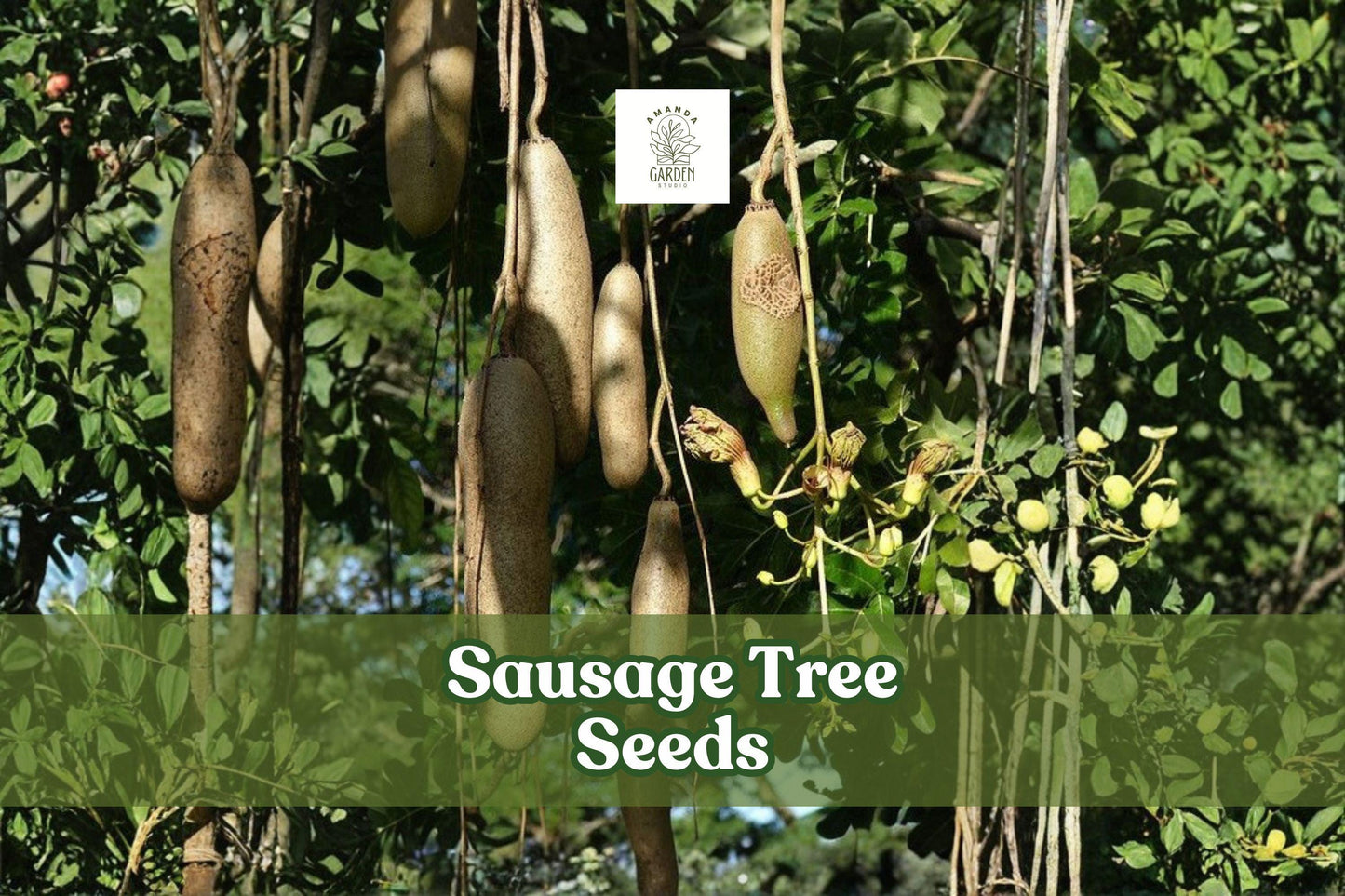 10 Kigelia africana Seeds – Exotic Tropical Sausage Tree with Red Flowers, Ornamental, Fast-Growing, Rare Tropical Plant