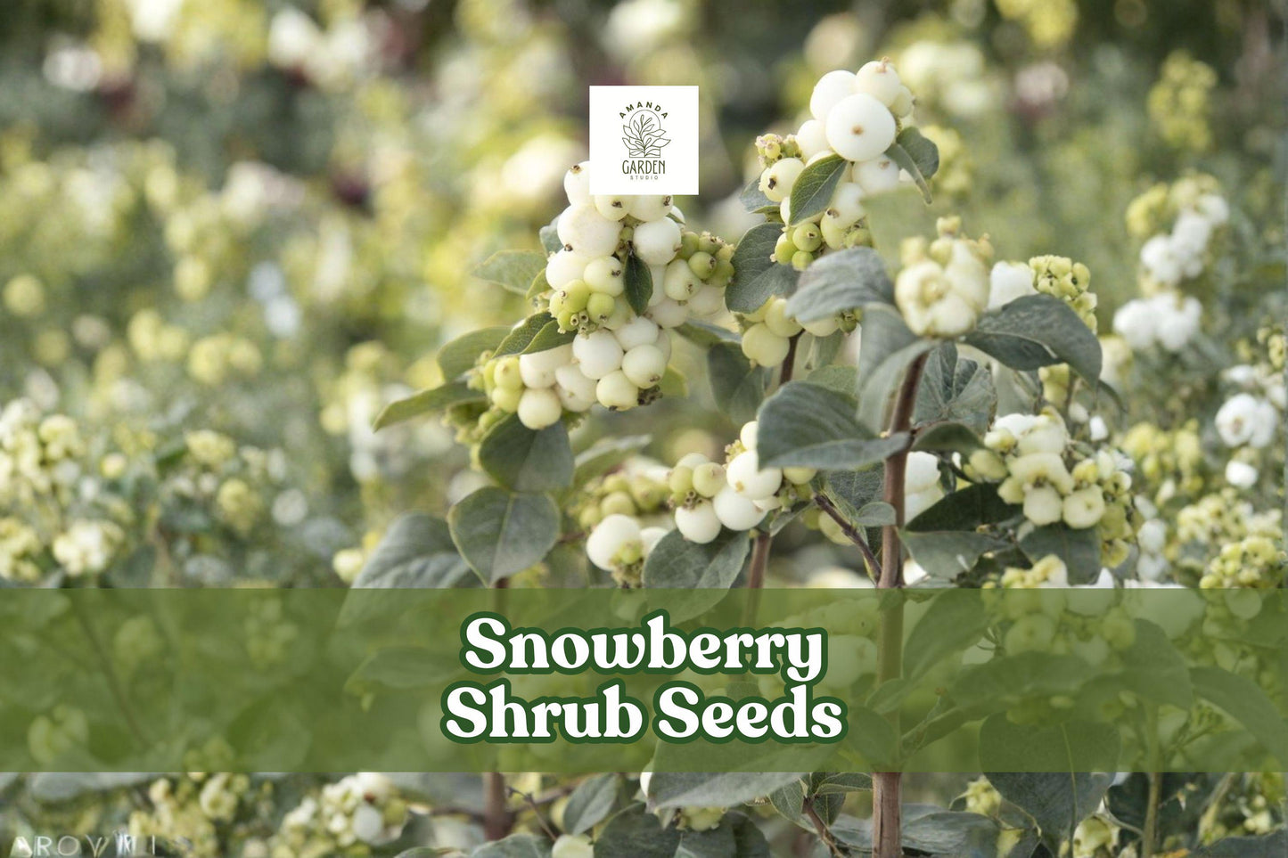 Snowberry Shrub Seeds (50+) | White Berries, Ornamental Hedge | Symphoricarpos albus, Non-GMO, USA Grown