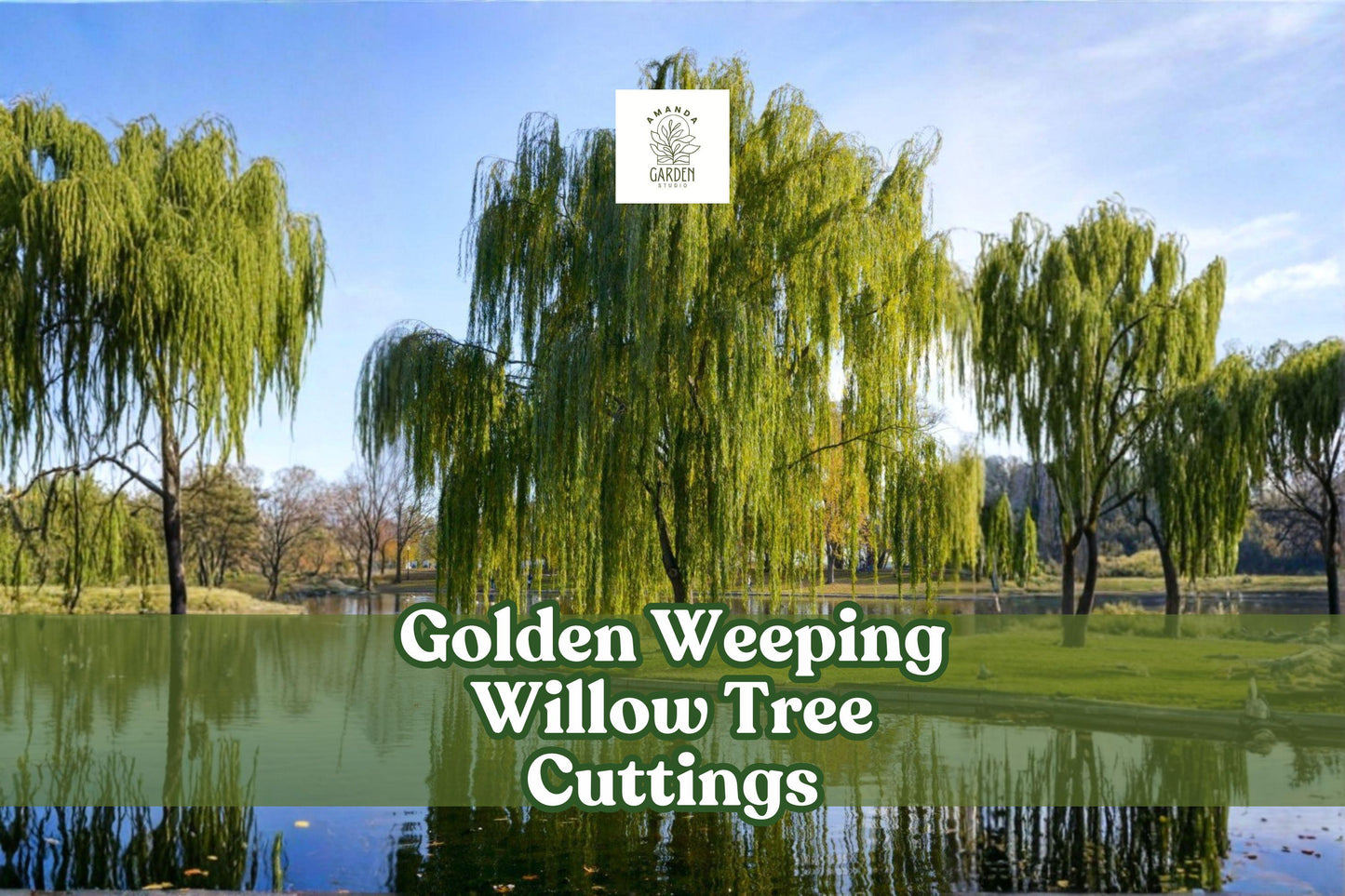 Golden Weeping Willow Tree Cuttings – Live Unrooted Salix alba ‘Tristis’ for Fast-Growing Shade and Ornamental Landscaping