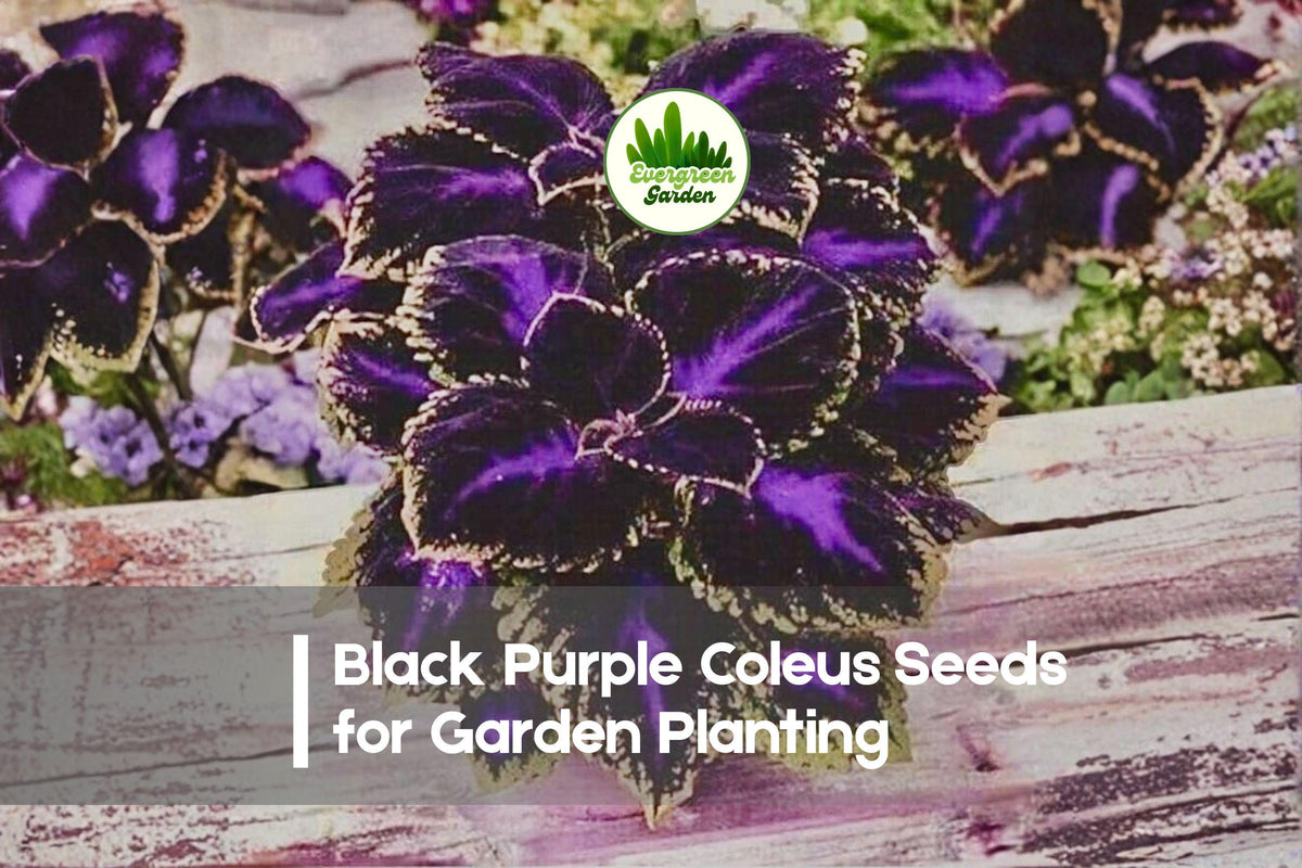 Black Purple Coleus Seeds – 25+ Solenostemon scutellarioides Foliage Seeds for Shade Gardens & Containers