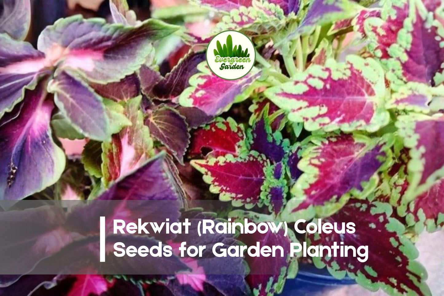 Rekwiat Rainbow Coleus Seeds – Vibrant Multicolor Foliage, Easy to Grow, Solenostemon scutellarioides, Indoor & Garden Borders