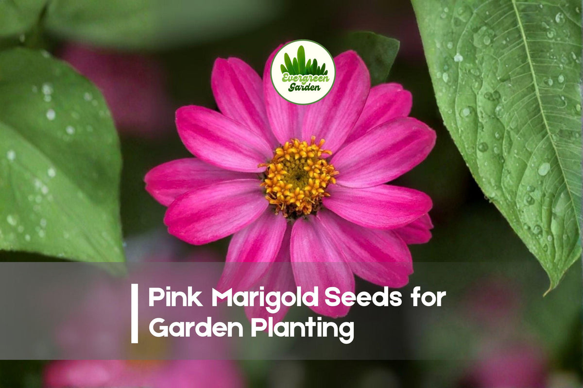 Pink Marigold Seeds - 25+ Soft Pink Flowering Annuals for Garden Beds, Pots, Borders | Tagetes erecta