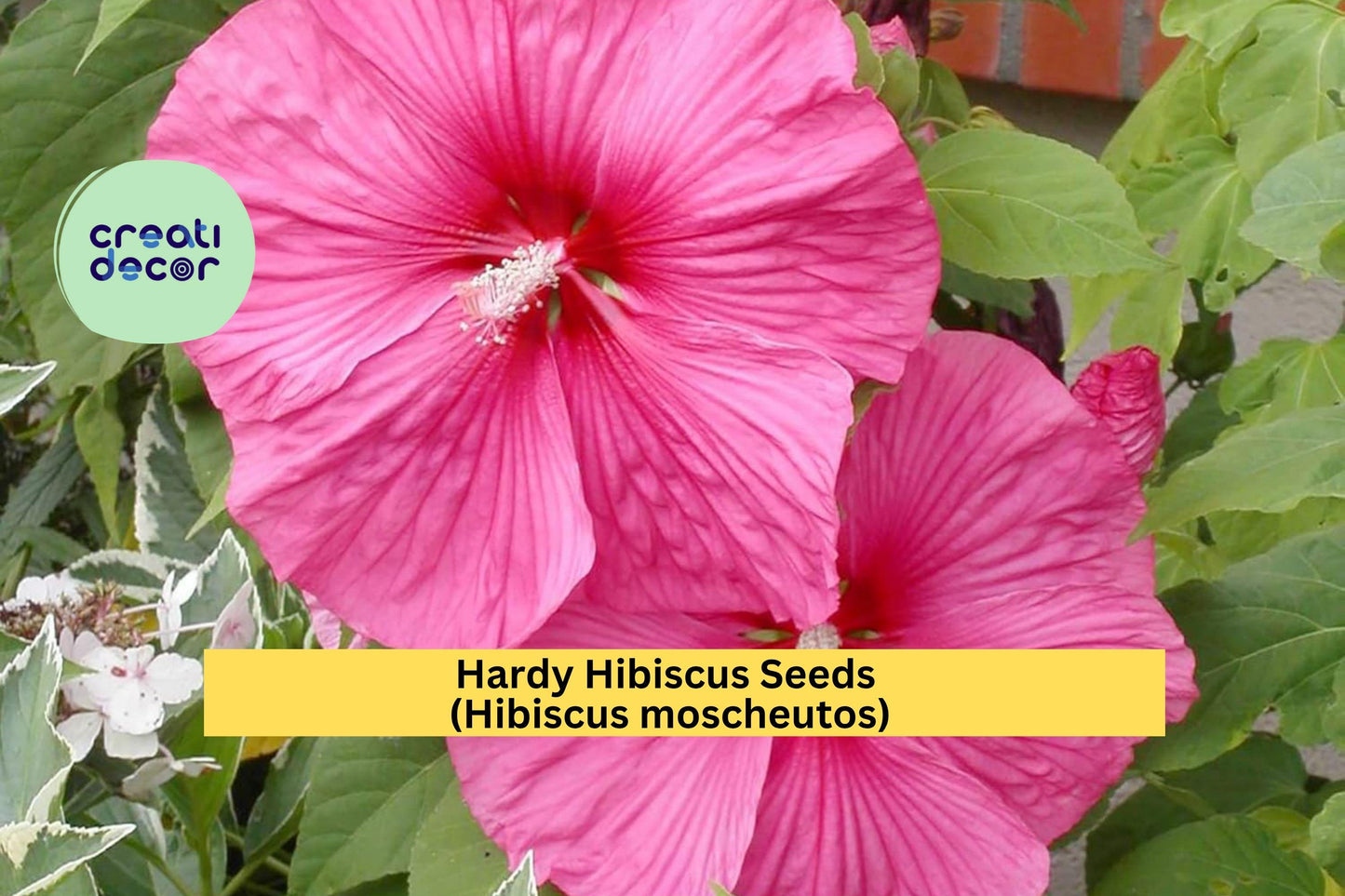 Hardy Hibiscus Seeds – Hibiscus moscheutos – Large Pink and White Perennial Flowers for Garden, Pollinator, Borders