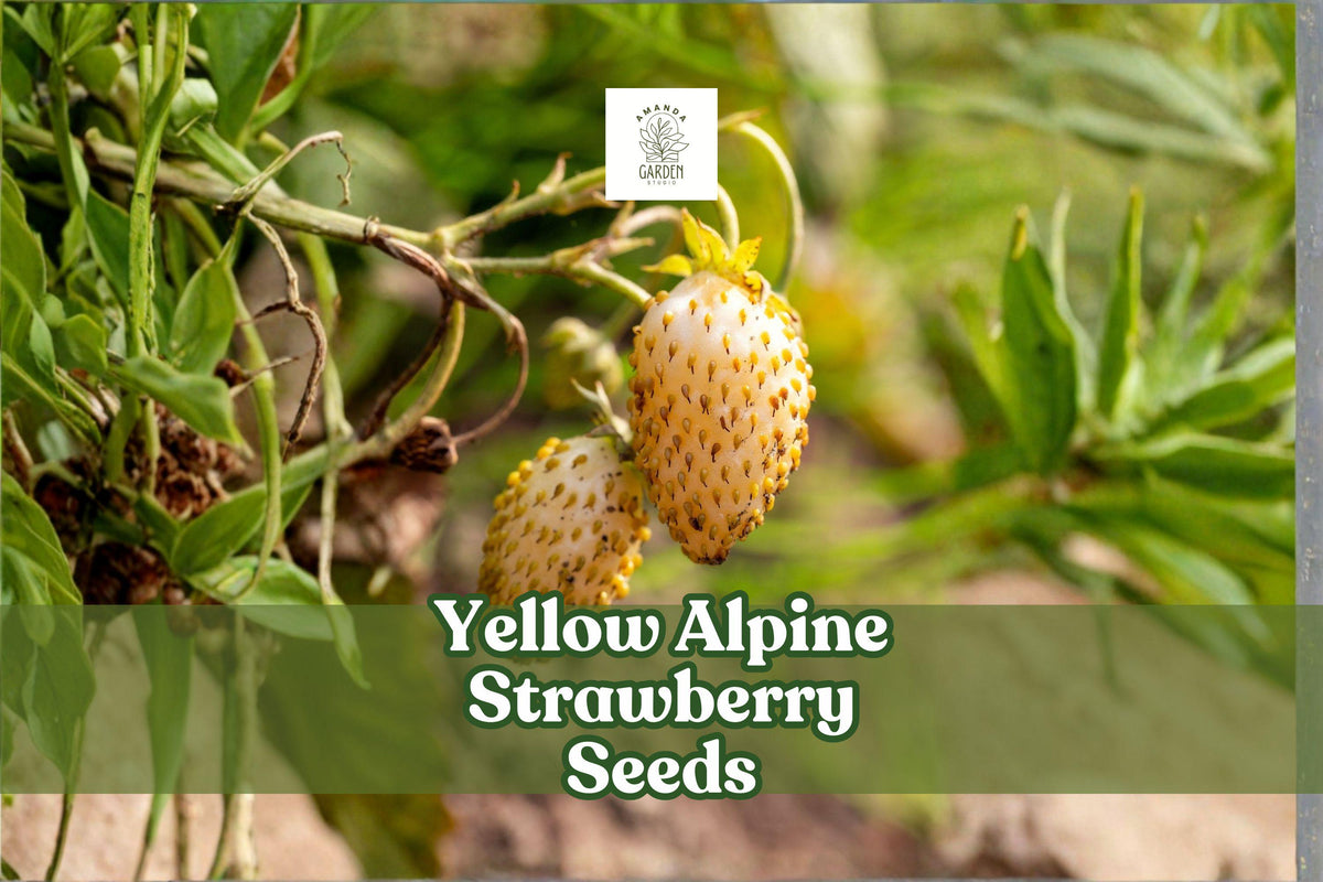 Yellow Alpine Strawberry Seeds – Fragaria vesca var. semperflorens, Rare Non-GMO Edible & Ornamental Fruit, 50 Seeds