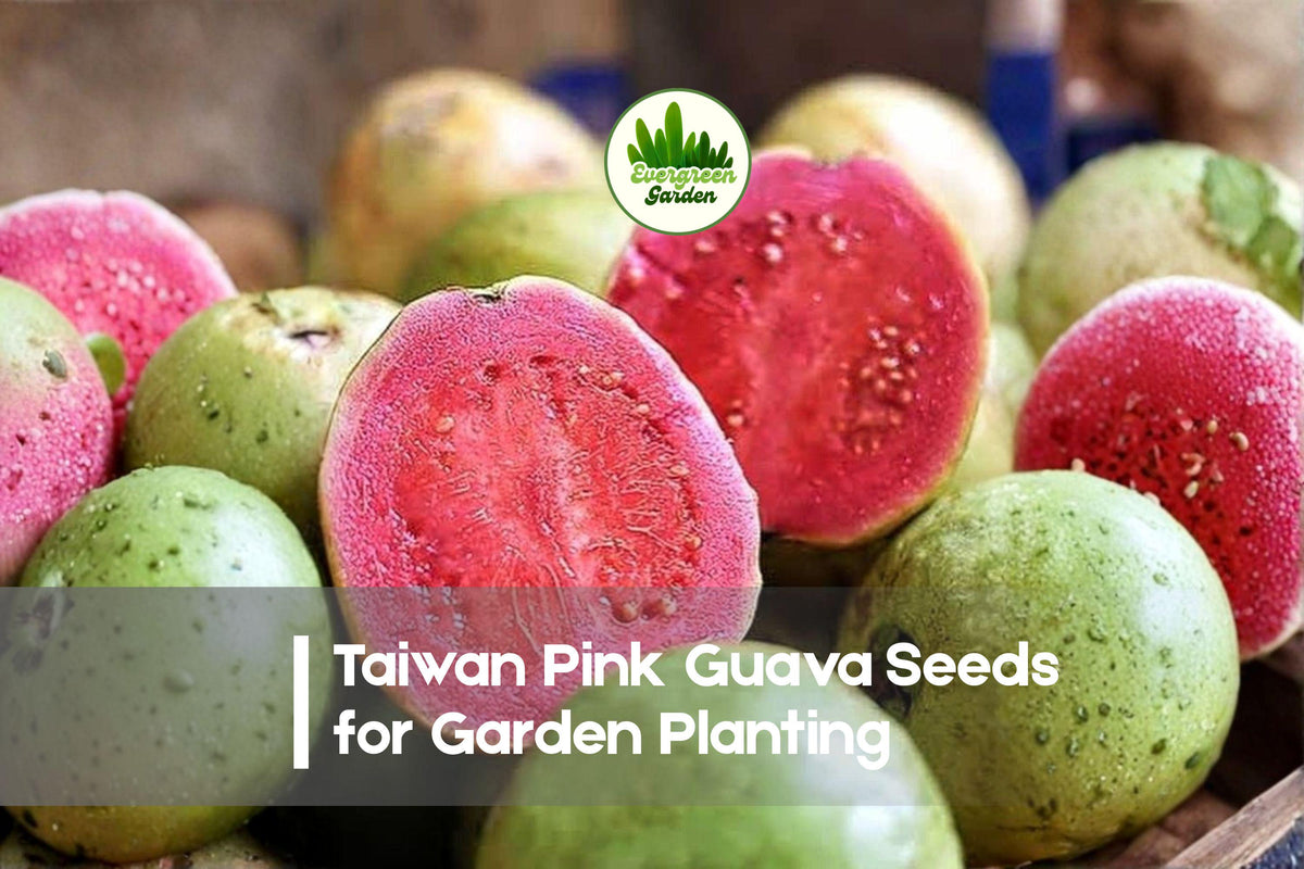 50+ Taiwan Pink Guava Seeds - Tropical Fruit Tree, Pink Flesh, Psidium guajava, Edible Garden, Container Growing
