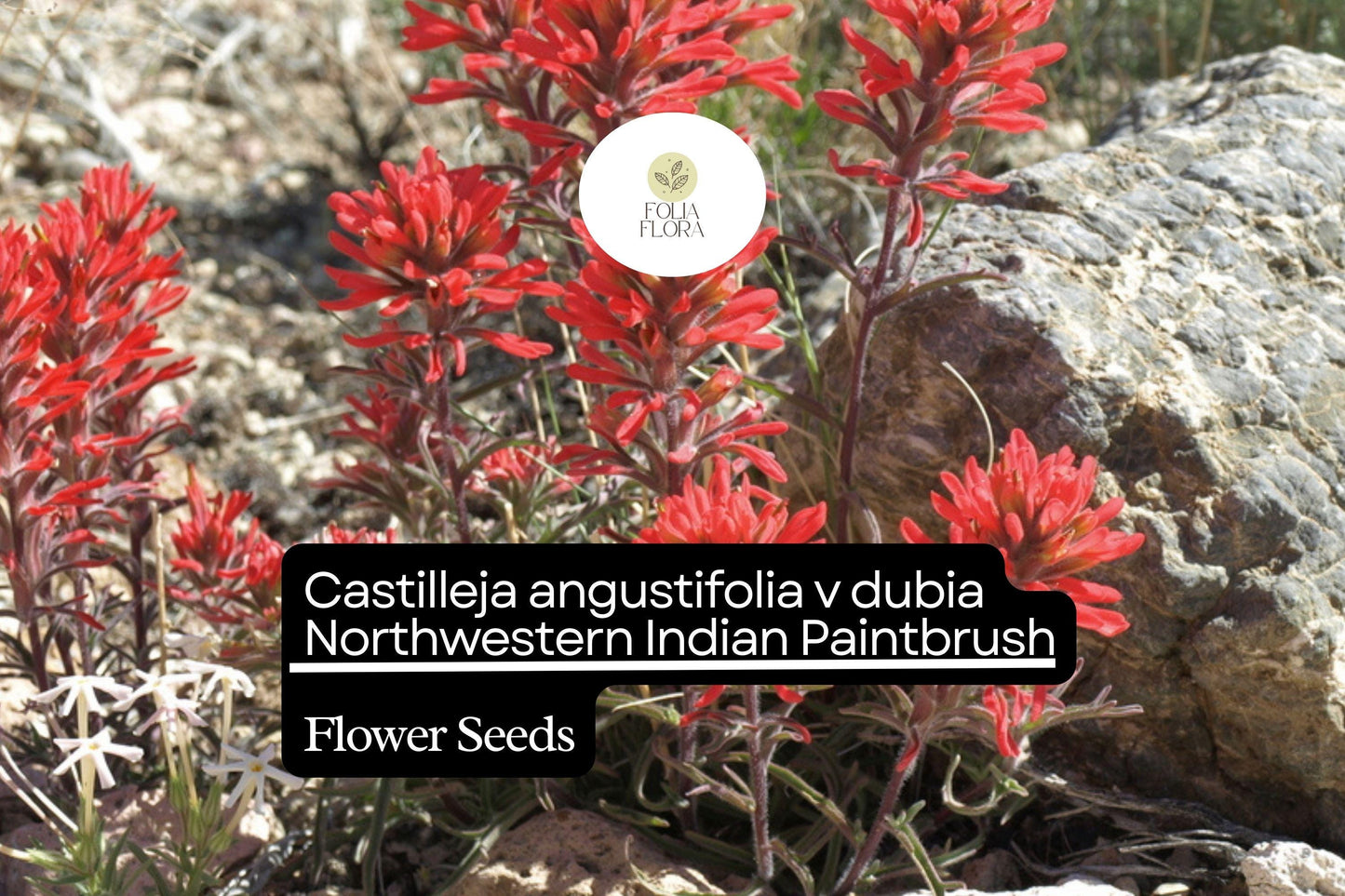 Castilleja angustifolia v. dubia Seeds | Northwestern Indian Paintbrush Wildflower | Native Perennial for Pollinator Gardens