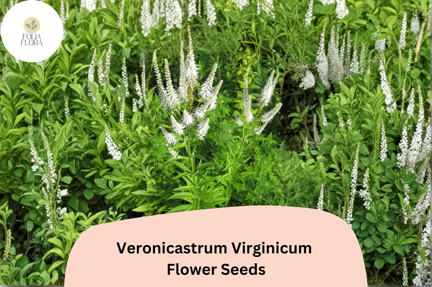 2500 Veronicastrum virginicum Seeds | Culver’s Root Perennial Wildflower | Native White Bloom for Pollinator Gardens