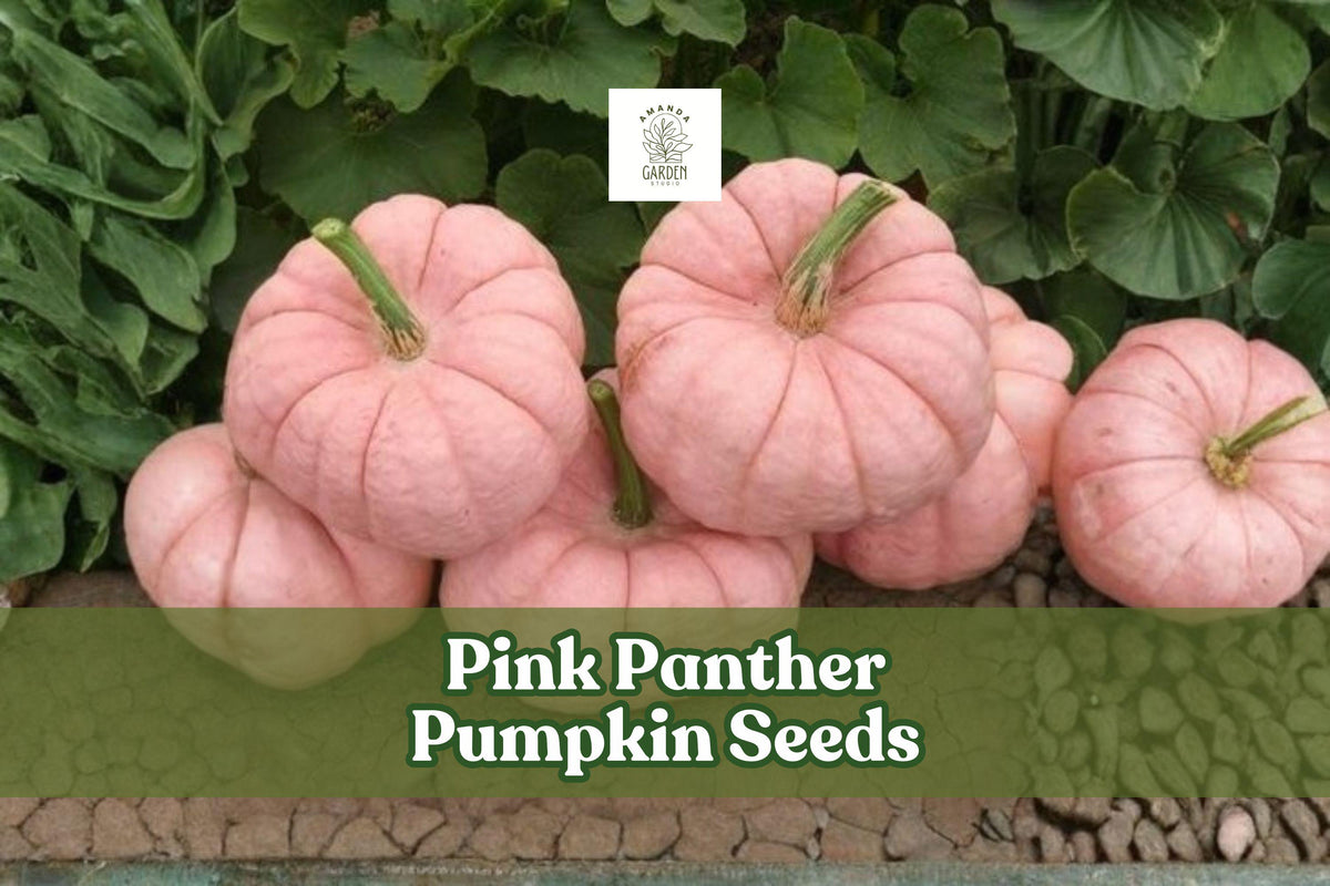 Pink Panther Pumpkin Seeds, Cucurbita maxima, Rare Pink Skinned Ornamental & Edible Pumpkin, 10 Seeds
