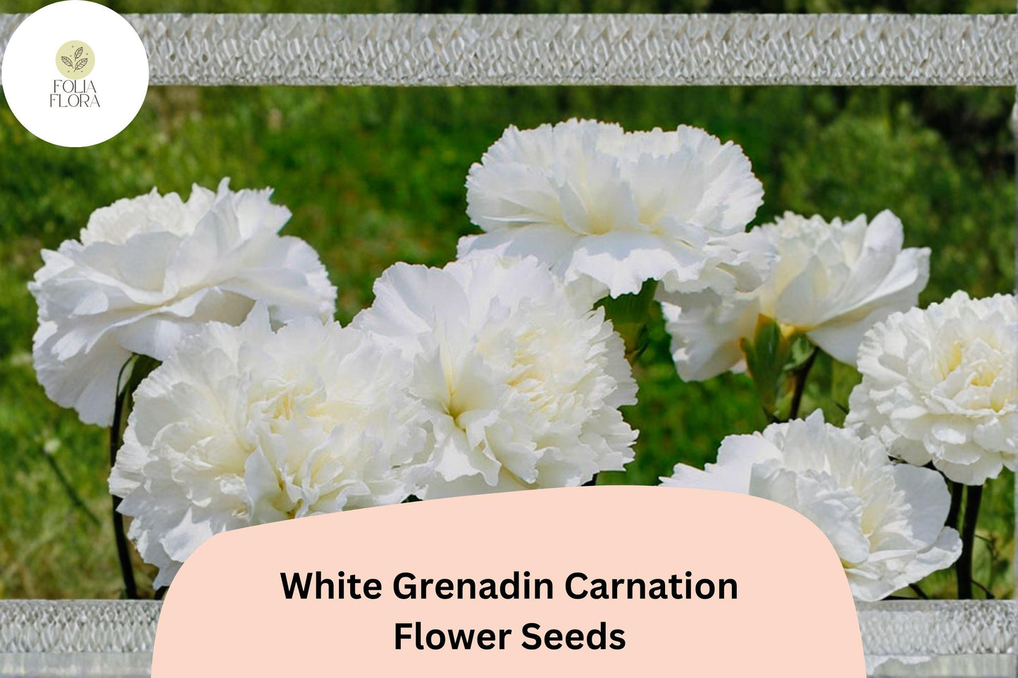 White Carnation Seeds 200+ White Grenadin Dianthus caryophyllus for Garden, Borders, Containers, Cut Flowers