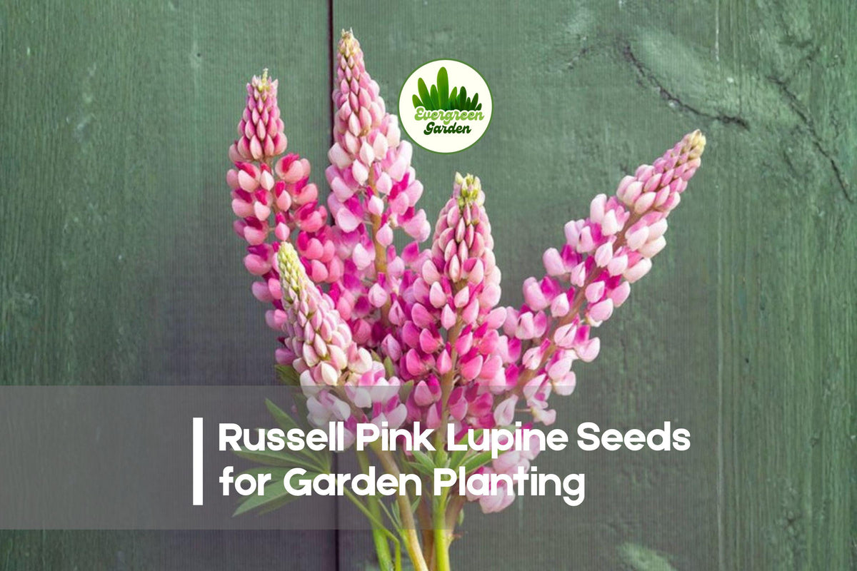 Russell Pink Lupine Seeds - Perennial Pink Flowering Plant, Butterfly & Bee Attractant, Lupinus polyphyllus, Cottage Garden, 25+ Seeds